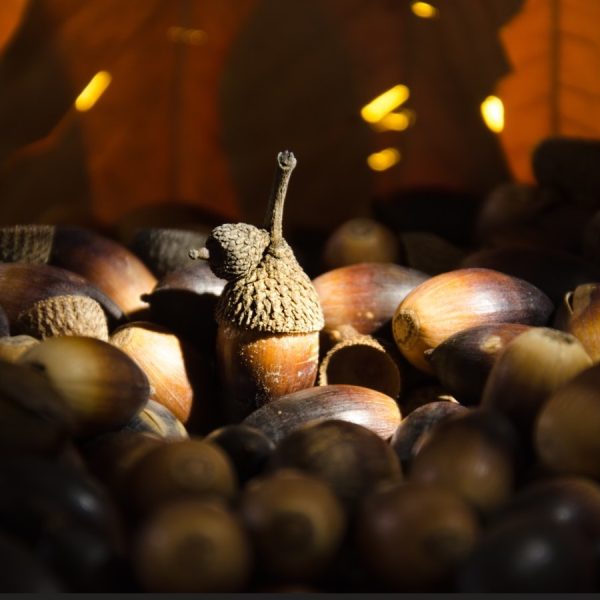 Acorn