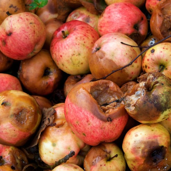 Rotting Apples