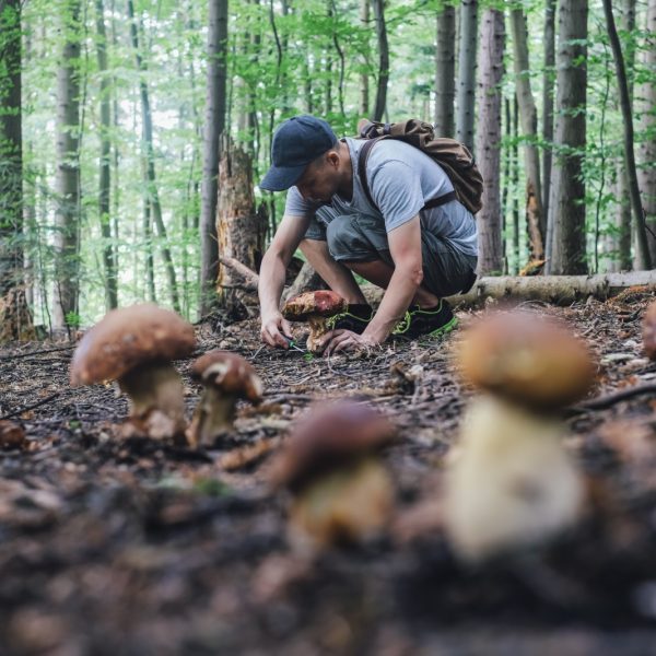 Man collect mushrooms