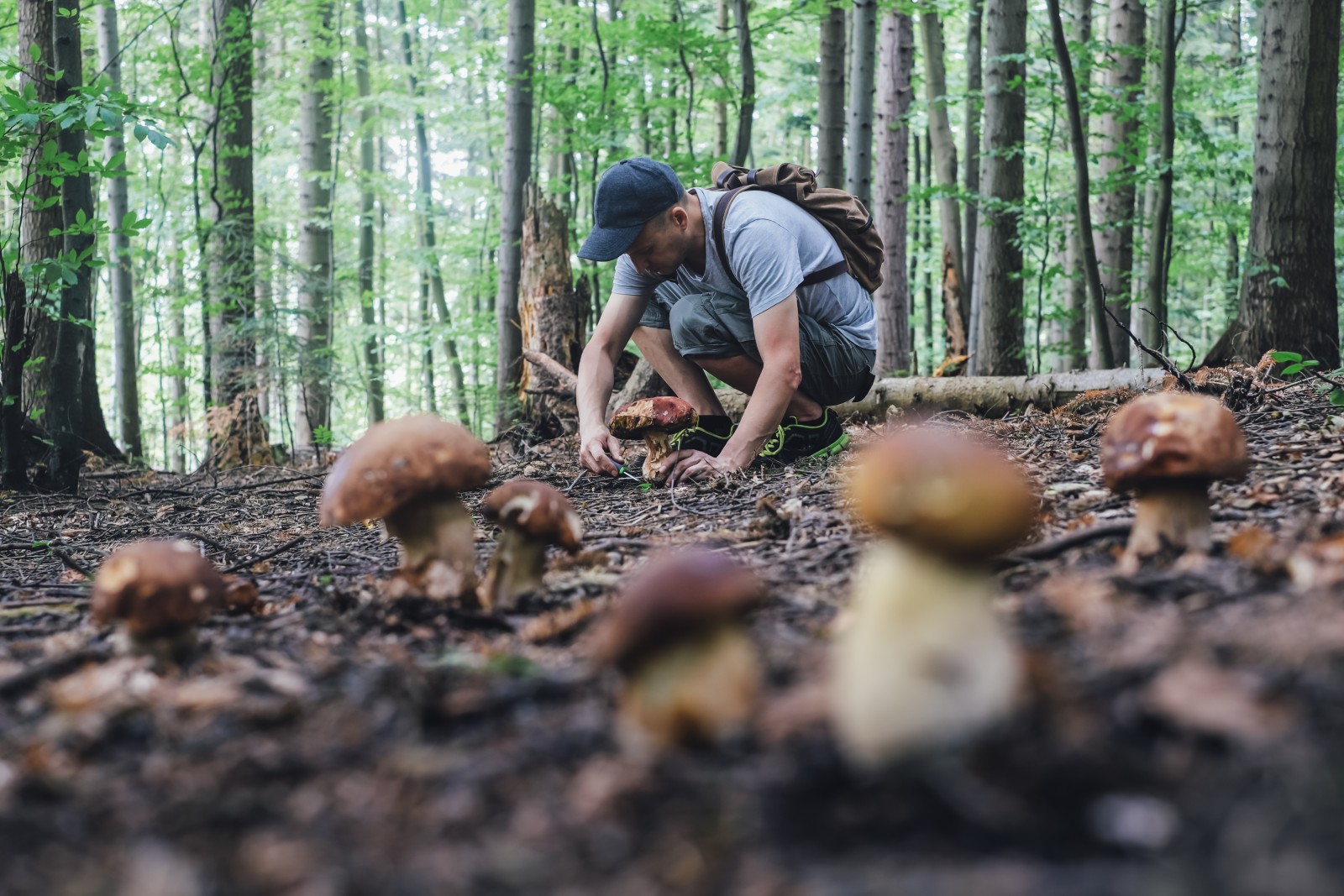 Man collect mushrooms